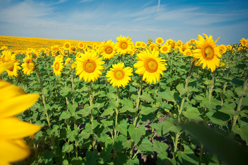 Fototapeta premium Sunflowers in the field