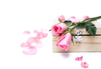 Pink roses on wooden  box in isolated Selective focus