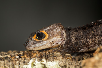 Head of a red eyed crocodile skink