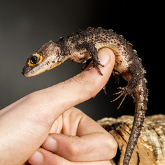 Red eyed crocodile skink on the hand © mattiaath
