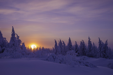 Winter landscape with forest, big trees and sun 