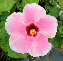 Pink hibiscus flowers