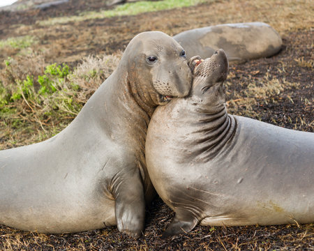 Elephant Seals Wild Mammals Play Wrestling Biting