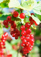 Red currant berries.