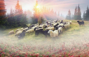 Photo sur Plexiglas Moutons Bergers et moutons Carpates