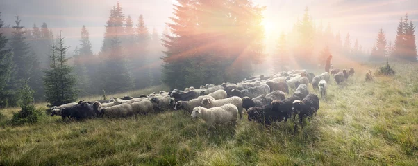 Fototapete Schaf Hirten und Schafkarpaten