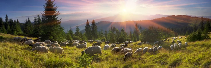 Acrylic prints Sheep Shepherds and sheep Carpathians