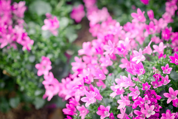 Macro view of a little Campanula flower