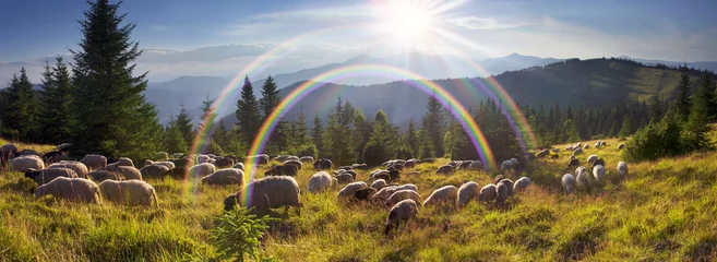 Photo sur Plexiglas Moutons Bergers et moutons des Carpates