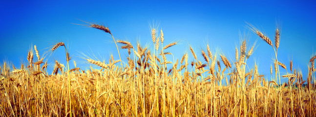 Wheat field © panaramka