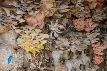 Oyster mushroom cultivation