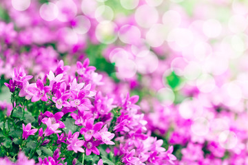 Beautiful spring background with campanula bouquet.