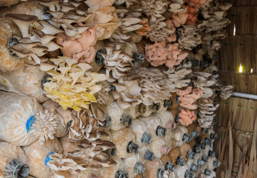 Oyster mushroom cultivation of Pleurotus djamor, abalone, sajor caju and citrinopileatus in spawn bags