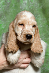 beige English Cocker Spaniel puppy