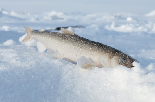Smelt fish lying in the snow.