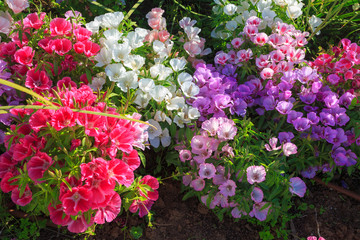 Fototapeta na wymiar Bright colored flowers in shallow DOF on sunlight