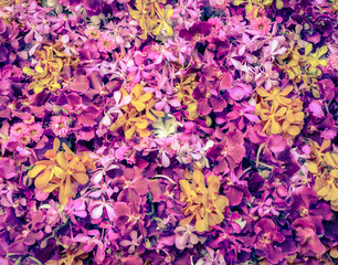 Pink and yellow orchid flower background. Vintage style color effect.