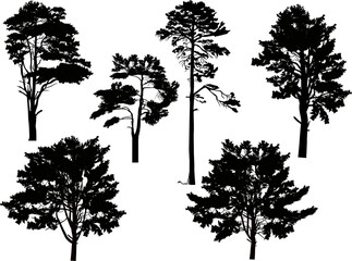 Obraz premium six large black pine trees set isolated on white