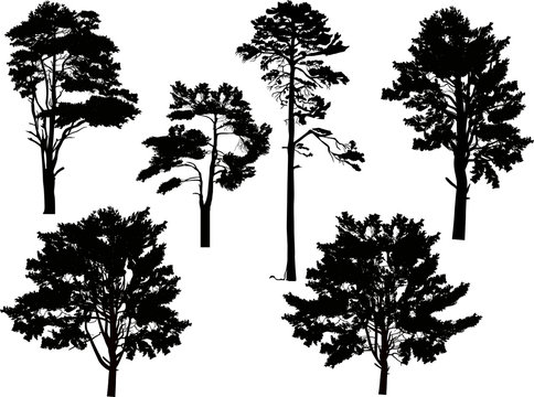 six large black pine trees set isolated on white