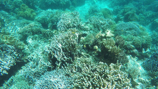 Many reef fish in the tropical sea on a coral reef.tropical underwater world.Diving and snorkeling in the tropical sea.Travel concept,Adventure concept.4K video,ultra HD.