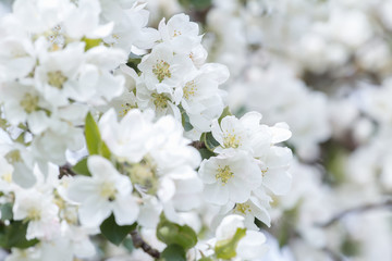 Floral natural background of apple tree branches in full spring bloom