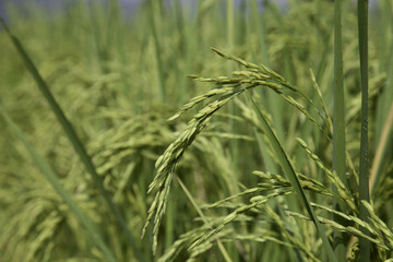 Rice field