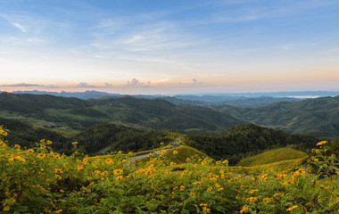 Panorama mountain sunrise scene with wild Mexican sunflower valley (Tung Bua Tong ) at Doi Mea U Koh in Maehongson Province, Thailand.