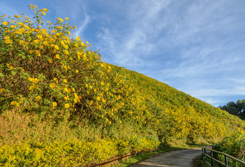 Wild mexican sunflower blooming valley in Meahongson, Thailand