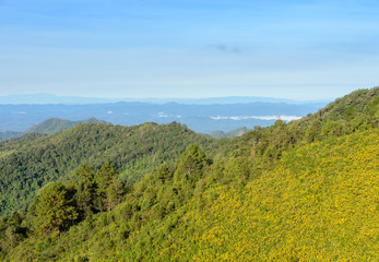 Fototapeta na wymiar Mountain nature landscape with wild Mexican sunflower valley (Tung Bua Tong ) at Doi Mea U Koh in Maehongson Province, Thailand.