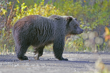 Grizzly Bear three year old walking on forest road, British Columbia, CAN