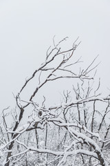 Fototapeta na wymiar Winter branches of trees in hoarfrost on background snow and white sky
