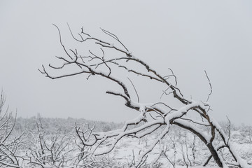 Fototapeta na wymiar Winter branches of trees in hoarfrost on background snow and white sky