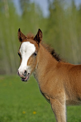 Naklejka na ściany i meble Welsh Pony Foal, few weeks old
