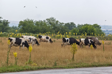 Cows graze in the meadow 2