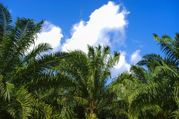Fototapeta na wymiar Beautiful formation of palm tree under deep blue sky. vibrant co