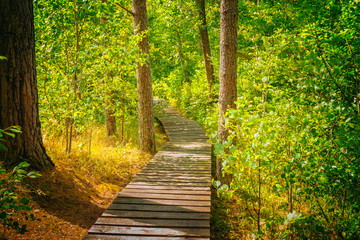Wooden pathway in the forest