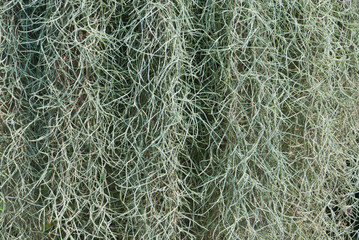 Spanish moss in garden.(Soft focus.)