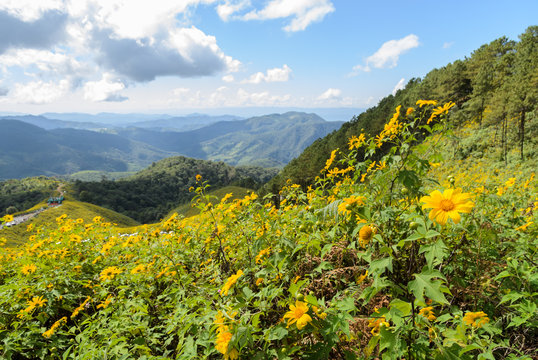 Mountain nature landscape with wild Mexican sunflower valley (Tung Bua Tong ) at Doi Mea U Koh in Maehongson Province, Thailand.
