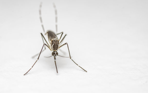 A Macro photo of a Mosquito on a white background

