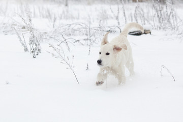 гольден ретривер