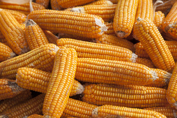Fototapeta na wymiar Dried corn