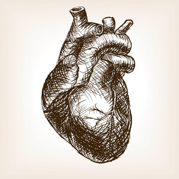 Human heart sketch style vector illustration