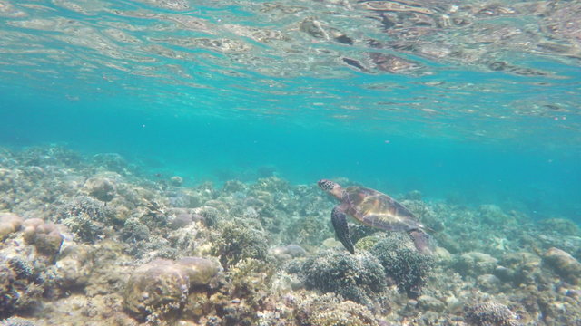 Sea turtle swimming by coral reef.Diving and snorkeling in the tropical sea.Travel concept,Adventure concept.4K video,ultra HD.