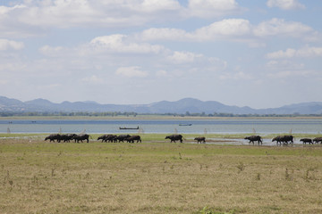 Obraz na płótnie Canvas Masses of buffalo walking on the lake shore