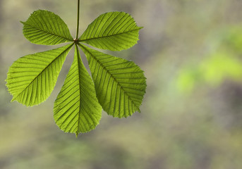 Fototapeta na wymiar SPRING LEAF - WIOSENNY LIŚĆ