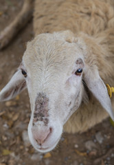 sheep walking around the pasture