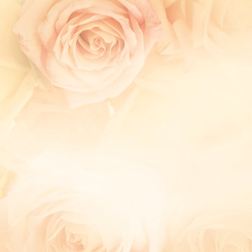 Fototapeta sweet color roses in vintage style for flora background  