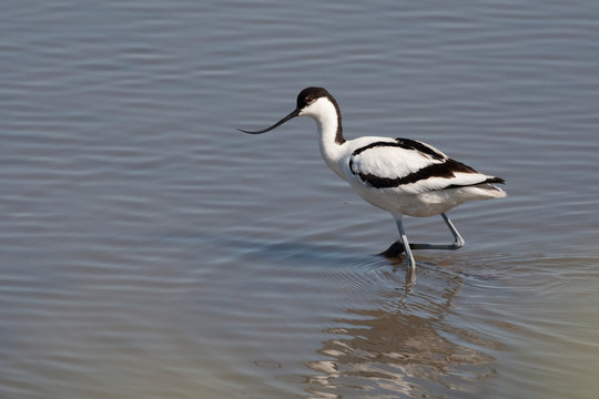 Avocette &eacute;l&eacute;gante