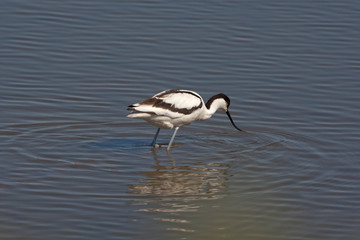 Avocette élégante