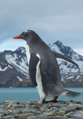 Gentoo penguin walking on the rocky beach, with blue sea and sowy mountains in background, South Georgia Island, Antarctica